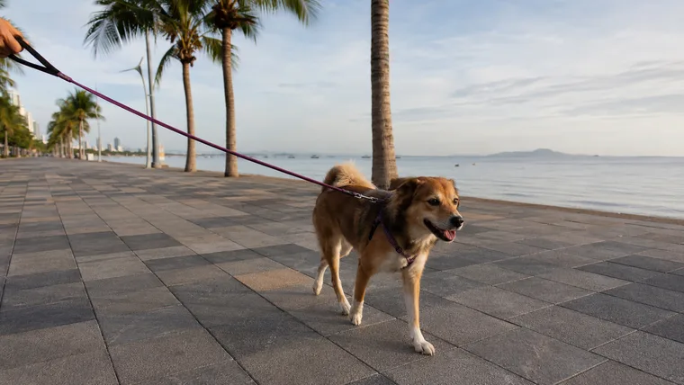 Hund an der Strandpromenade von Jomtien am frühen Morgen